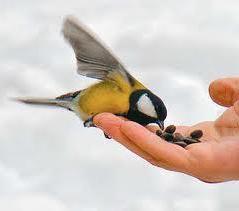 Лісовим пташкам теж потрібна допомога людини