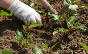 Особливості догляду за розсадою буряка