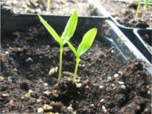 Особливості пророщування насіння перців