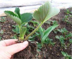 Пересадка садової суниці