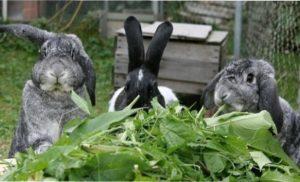 Взимку тваринам бажано видавати свіжу моркву, капусту і кормові буряки