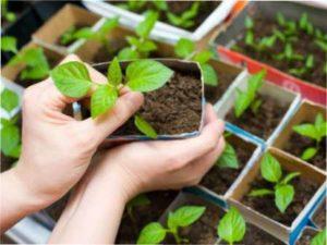 Як правильно вирощувати розсаду перцю