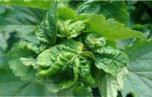  Обробіть смородину від хвороб і шкідників.