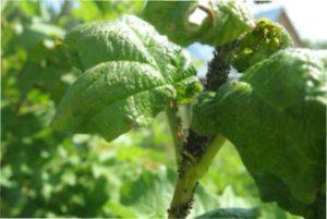 Народні засоби