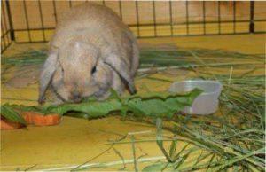 Зернові служать цінним джерелом протеїнів і енергії