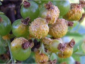 Коли слід проводити процедуру, найоптимальніші терміни