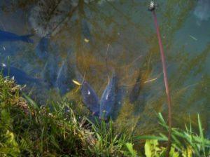 Корисні поради рибакам