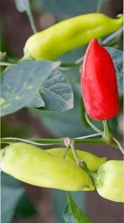 Як правильно вирощувати розсаду перцю