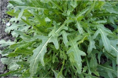 Правильне вирощування руколи у відкритому грунті . Через 20-30 днів вона на вашому столі.