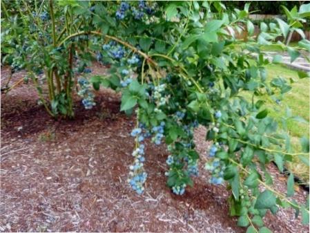 Як виростити лохину на ділянці - тонкощі її посадки та догляду