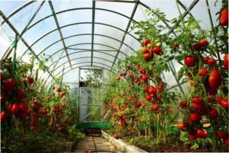 Висадка розсади томатів (помідорів) у теплицю