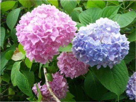 Гортензія садова: посадка і догляд в відкритому грунту