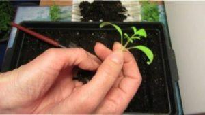 Посадка насіння помідорів на розсаду