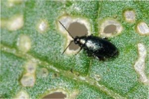 як захиститися і боротися з комахами-шкідниками