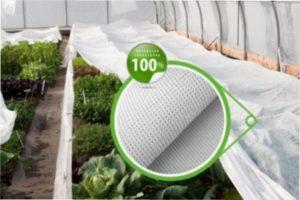 як захиститися і боротися з комахами-шкідниками