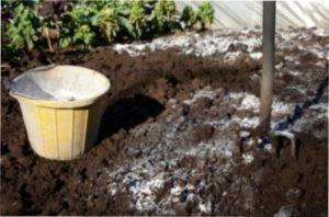 Висадка в грунт і подальший догляд