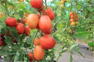 Тепличне вирощування томатів