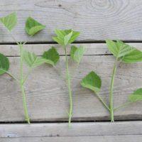 Пересадка гортензії