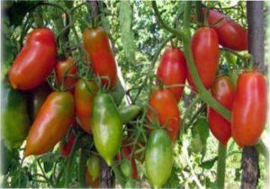 Сорт гроздевой