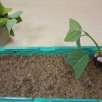 Розмноження гортензії