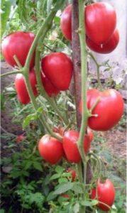 Сорт Мазаріні