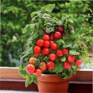 «Балконне диво»