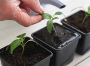 Коли садити перець в 2019-2020 році.