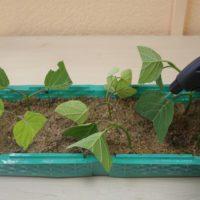 Підготовка гортензії до зими