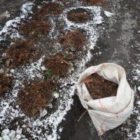 Рекомендації по догляду за полуницею