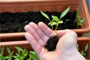 Коли сіяти перець на розсаду в 2020 році відео.