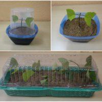 Хвороби гортензії