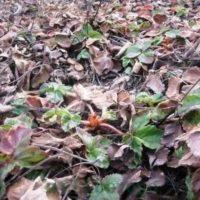 Ранні сорти солодкої ремонтантної полуниці