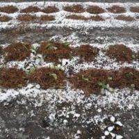 Як самостійно вирощувати полуницю