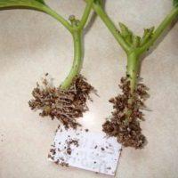 Шкідники гортензії