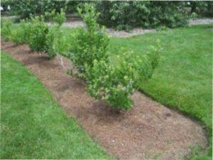 Вимоги до грунту і місця посадки лохини фото