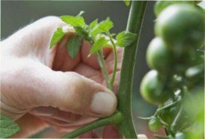 Що таке пасинкування?