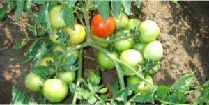 Самі врожайні сорти томатів для вирощування в Україні