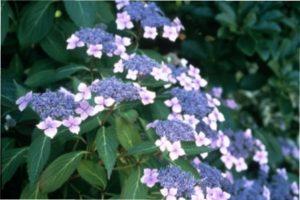 Садова гортензія