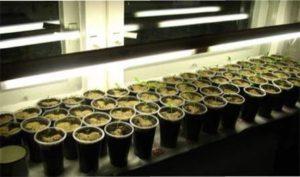 Розсада перцю під лампою фото.