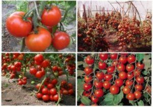 Ранні сорти томатів - фото.