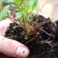 Висадка у відкритий грунт