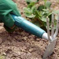 Ремонтантна полуниця на ділянці: особливості агротехніки