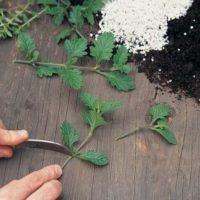 Як виростити вербену з живців?