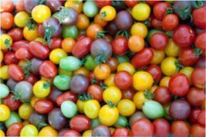 Сорт Городничий