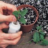 Як правильно вирощувати вербену з насіння?