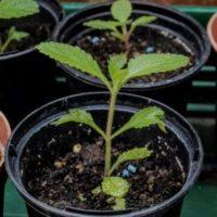 Коли потрібно сіяти вербену?