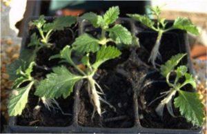 Догляд за вербеною