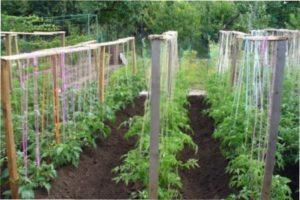 Високоврожайні сорти томатів