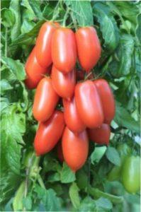 «Дамські пальчики»