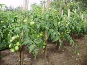 Найсмачніші сорти помідорів